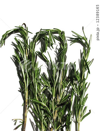 Rosemary (Rosmarinus officinalis) of the family Lamiaceae (Lamiaceae) 12389165