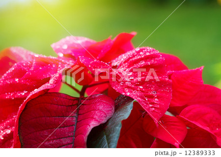 garden with poinsettia flowers or christmas star  12389333