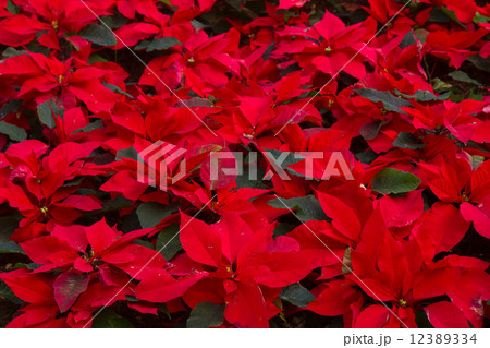 garden with poinsettia flowers or christmas star  12389334