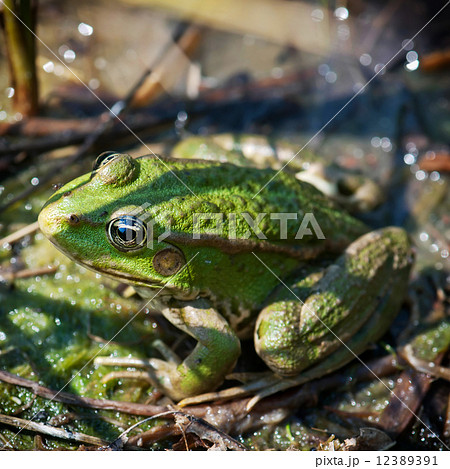 Green frog Green frog 12389391