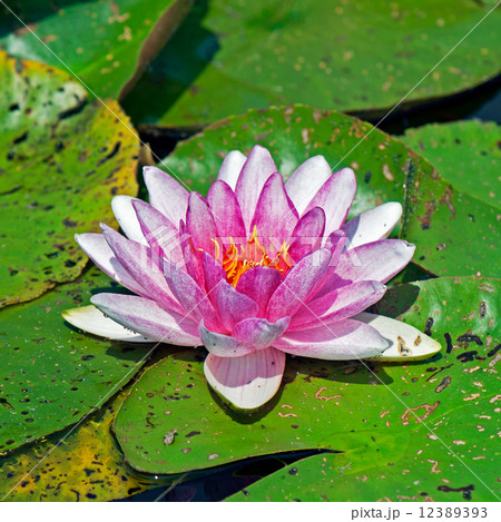 A water lilly in full bloom A water lilly in full bloom 12389393