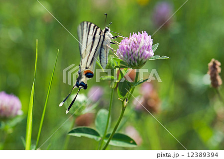Butterfly Papilio machaon 12389394
