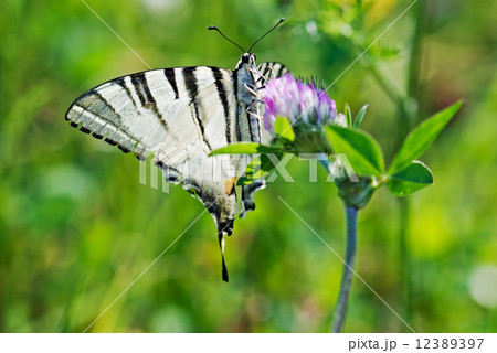 Butterfly swallowtail (Papilio machaon) 12389397