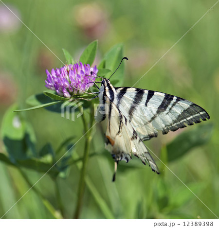 Common Yellow Swallowtail (Papilio machaon) 12389398