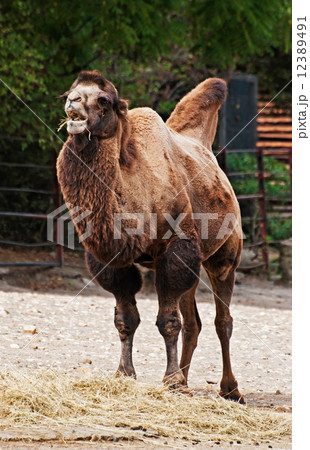 Dromedary Dromedary 12389491