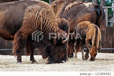 American Bison (Bison Bison) American Bison (Bison Bison) 12389492