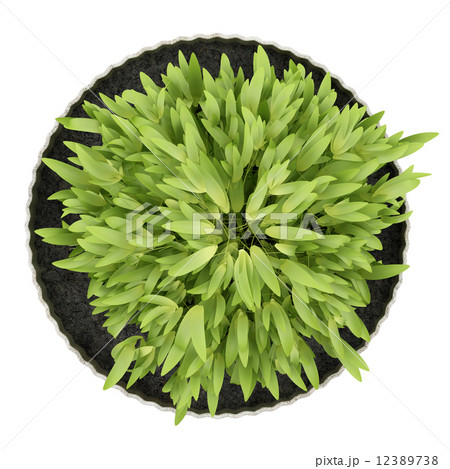 top view of potted houseplant isolated on white background 12389738