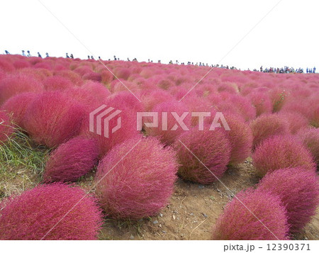 ひたち海浜公園 12390371