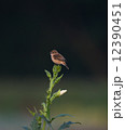 オクラにのる野鶲 12390451