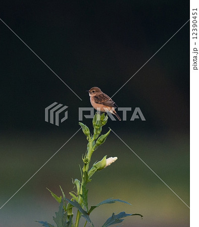 オクラにのる野鶲 12390451