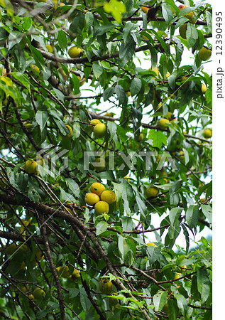 おいしい花桃の実 12390495