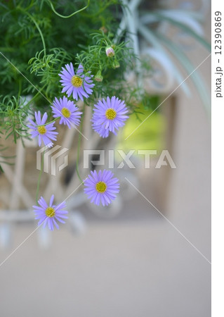 ブラキカム 12390869