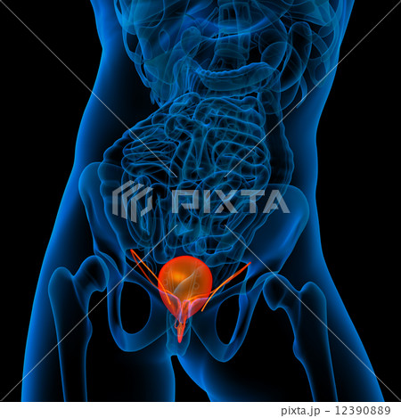 bladder bladder 12390889