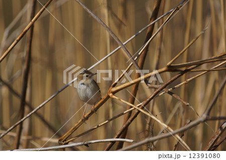 雪加　セッカで～す。　風に必死に耐えます。 12391080