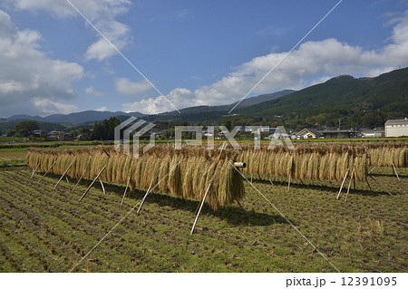 稲のはさがけの写真素材