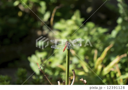 赤とんぼ 12391128