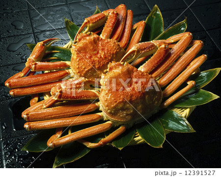 松葉ガニ 12391527