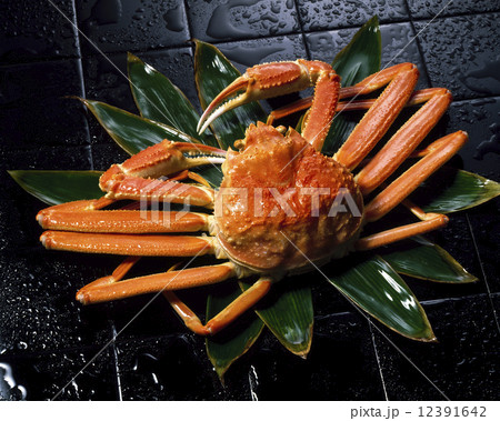 熊笹の上の松葉ガニ 12391642