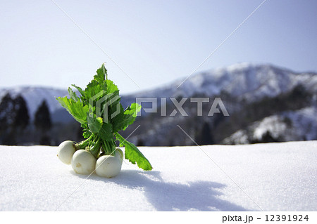 雪の上のカブ 12391924