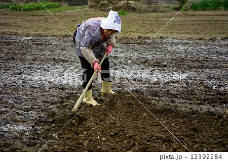 畑を耕す農家の女性 12392284
