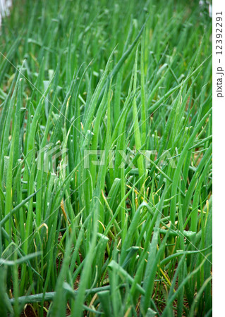 葱畑 葱畑 12392291