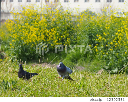 鳩の追いかけっこ 12392531