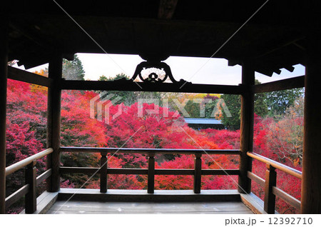 通天橋からの紅葉 通天橋からの紅葉 12392710