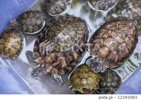 Small turtle in fresh water in the temple 12393065