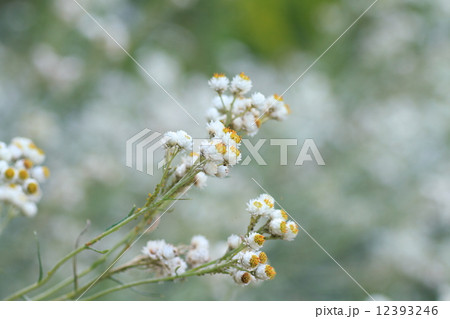 カワラハハコの花 12393246