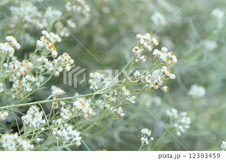 カワラハハコの花 カワラハハコの花 12393459