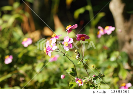 シュウメイギクの花 シュウメイギクの花 12393562