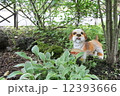 森の子犬 12393666