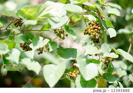 ヘクソカズラ 12393886