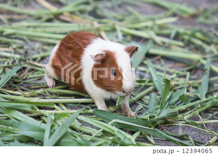 guinea pig 12394065