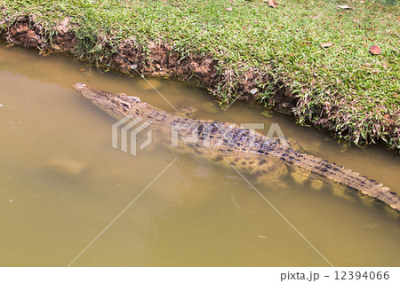 Crocodile Crocodile 12394066