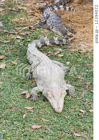 Crocodile Crocodile 12394072