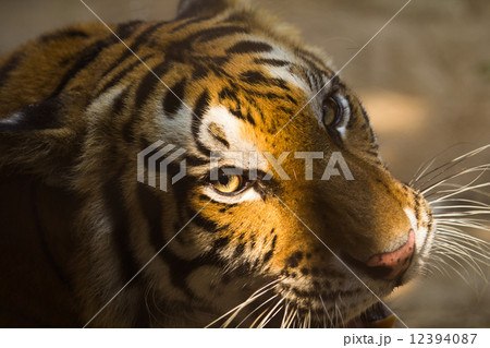 young Sumatran tiger and shadows across the face 12394087