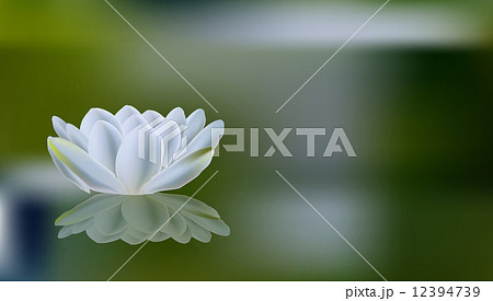 Romantic summer background with white lilies 12394739