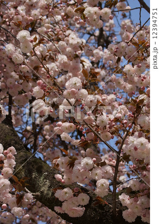 八重桜 普賢象 フゲンゾウと申します。 八重桜 普賢象 フゲンゾウと申します。 12394751