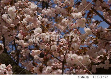 八重桜　普賢象　フゲンゾウと申します。 12394752