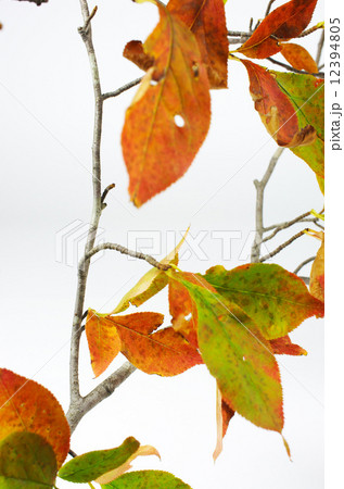 小豆梨の紅葉 12394805