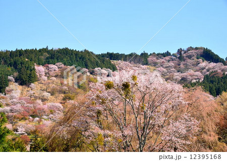 吉野山桜 吉野山桜 12395168