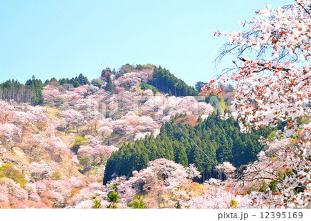吉野山桜 吉野山桜 12395169