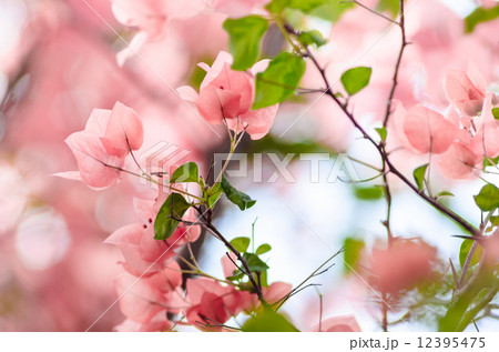 Paper flowers or Bougainvillea 12395475