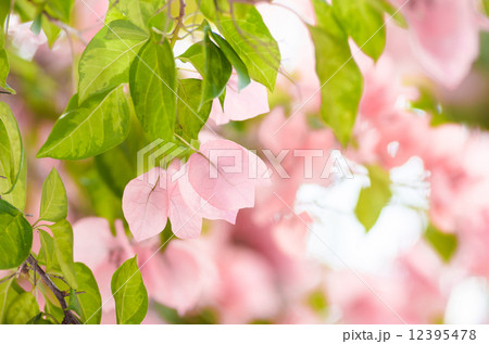 Paper flowers or Bougainvillea Paper flowers or Bougainvillea 12395478