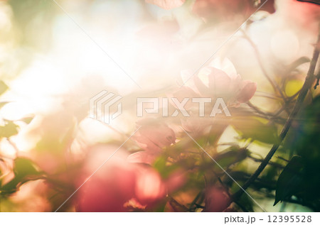 Paper flowers or Bougainvillea vintage 12395528