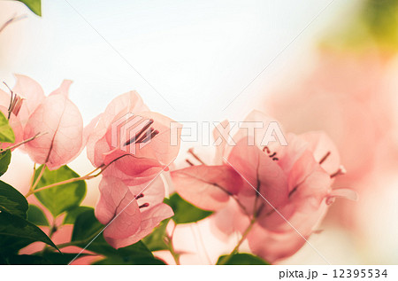 Paper flowers or Bougainvillea vintage 12395534