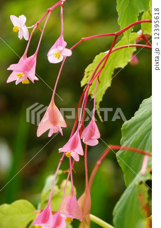 シュウカイドウ 12395618