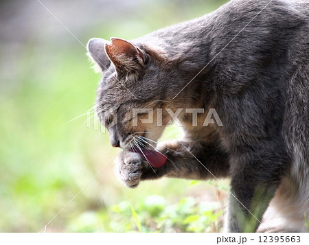 毛繕いする猫 12395663