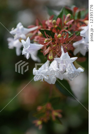 ハナゾノツクバネウツギ（花園衝羽根空木） 12395776